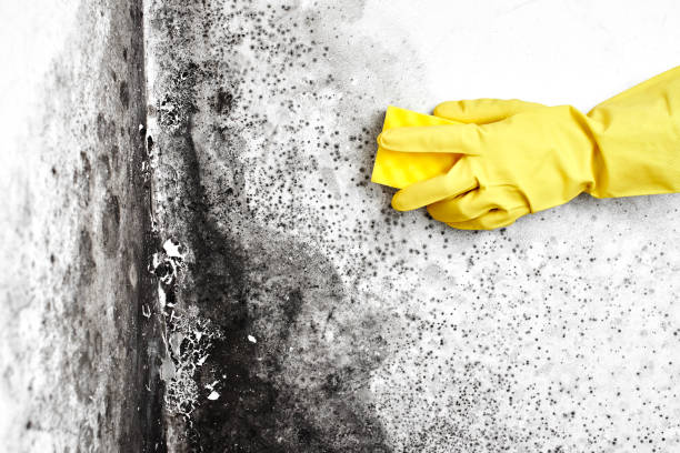 Best Local Mold Removal Service  in Pacific Grove, CA