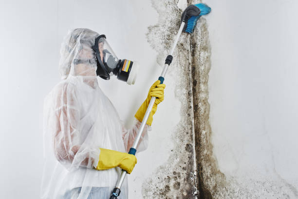 Best Toxic Mold Removal  in Pacific Grove, CA