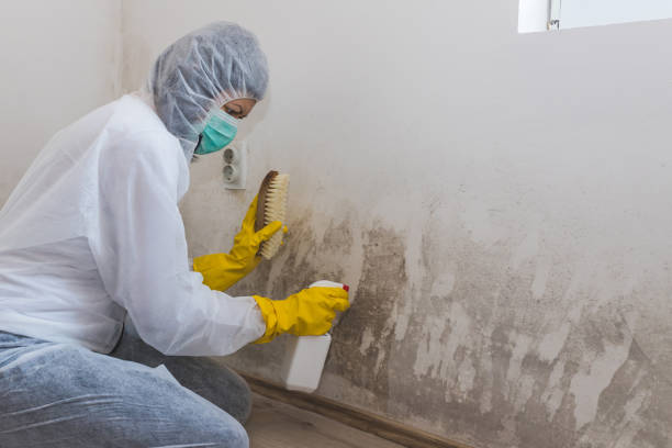 Best Commercial Mold Removal  in Pacific Grove, CA