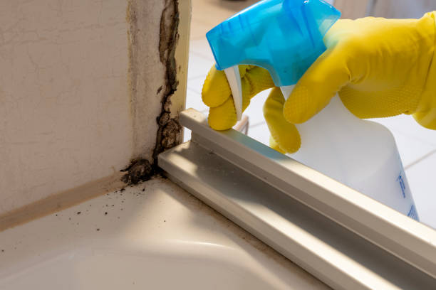 Best Toxic Mold Removal  in Pacific Grove, CA