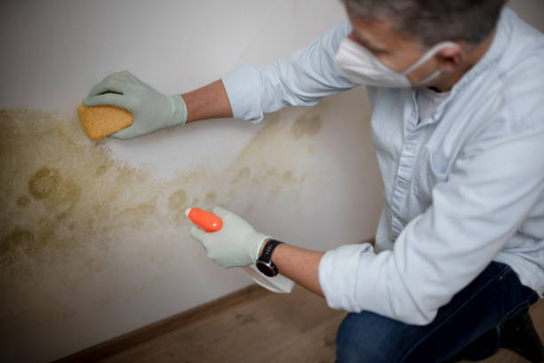 Best Black Mold Removal  in Pacific Grove, CA