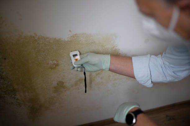 Best Mold Damage Repair  in Pacific Grove, CA