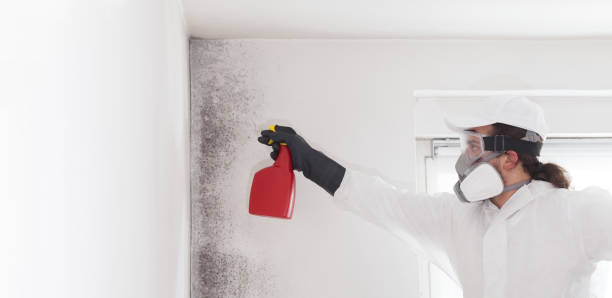 Attic Mold Removal in Pacific Grove, CA